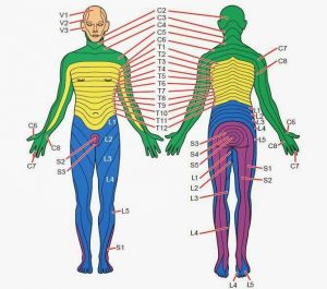 What And Where Are Dermatomes? - Carolina Pain Scrambler Center