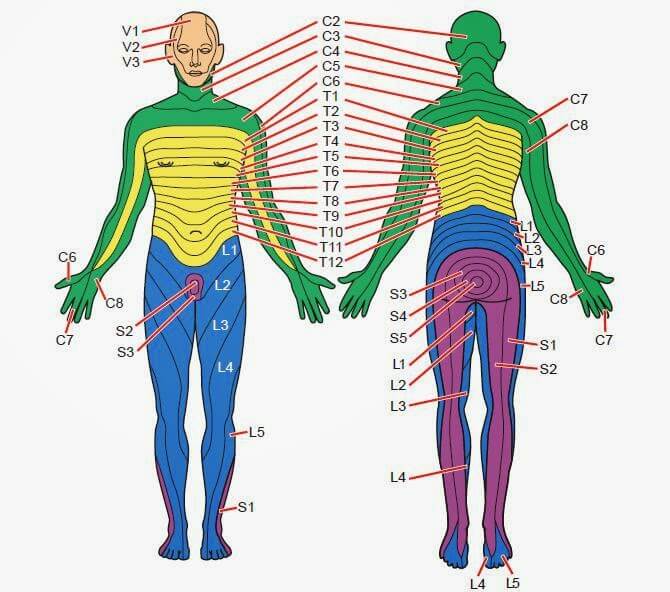 What And Where Are Dermatomes Carolina Pain Scrambler Center